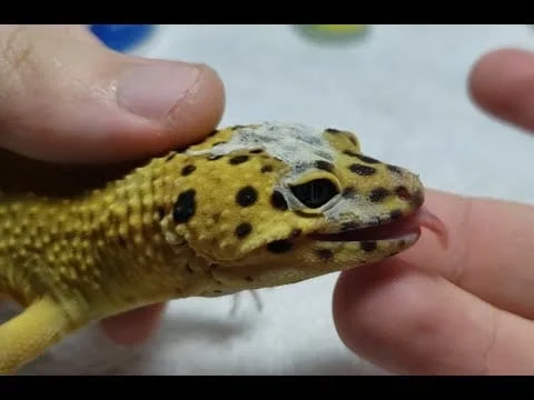 How to Get Stuck Shed off Leopard Gecko Head