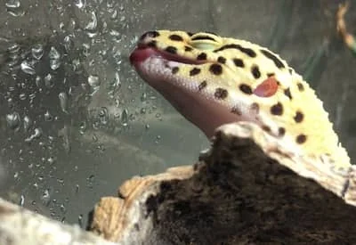 How to Mist a Leopard Gecko