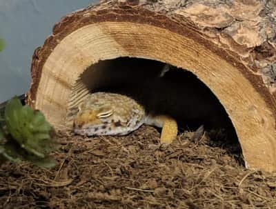 Why Did My Leopard Gecko Died Suddenly