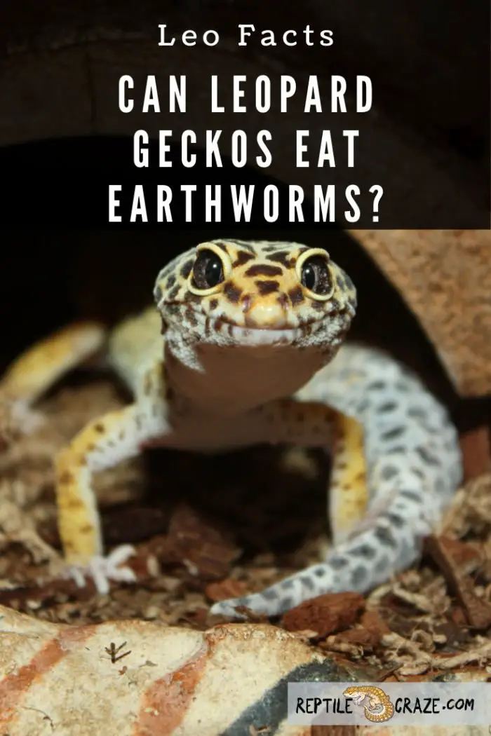 Can I Feed My Leopard Gecko Earthworms