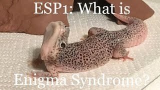 How to Care for a Leopard Gecko With Enigma Syndrome