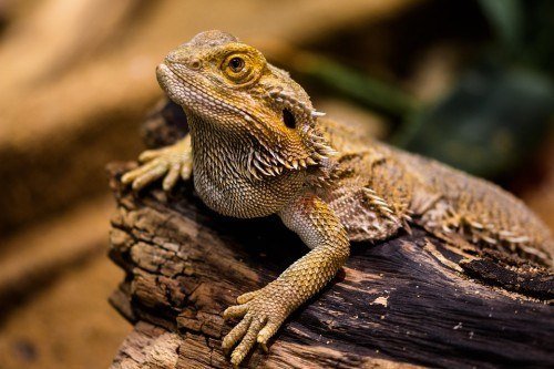 Do Bearded Dragons Smell Bad