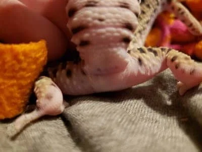 Why is My Leopard Gecko Licking His Bum