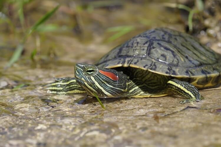 What Vegetables Can Red-Eared Sliders Eat