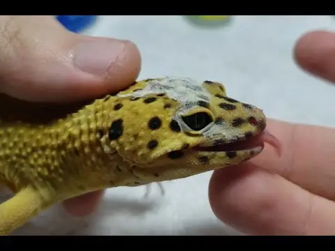 How to Get Stuck Shed off Leopard Gecko Eye