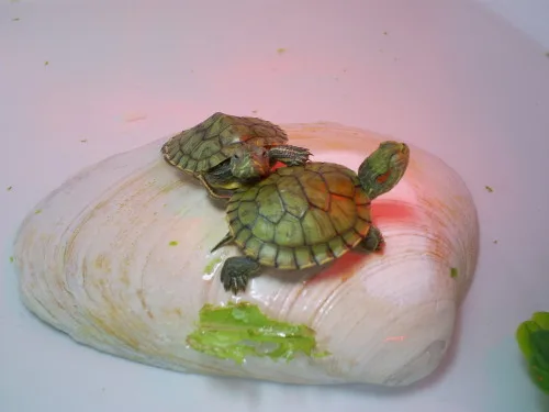 Why Does My Turtle Stretch His Neck
