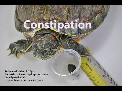 Can Turtles Get Constipated
