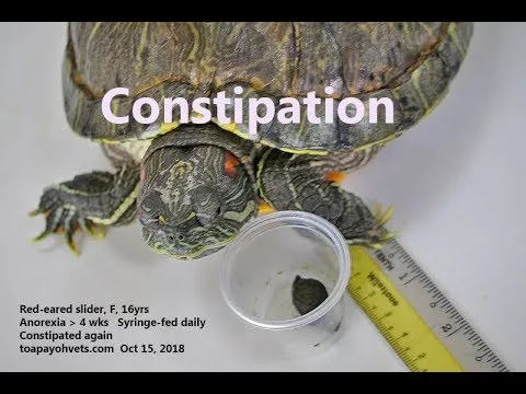 4c9bcf22175e463e8407531ae48a340f Can Turtles Get Constipated