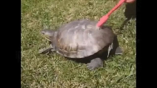 Can Turtles Feel When You Touch Their Shell