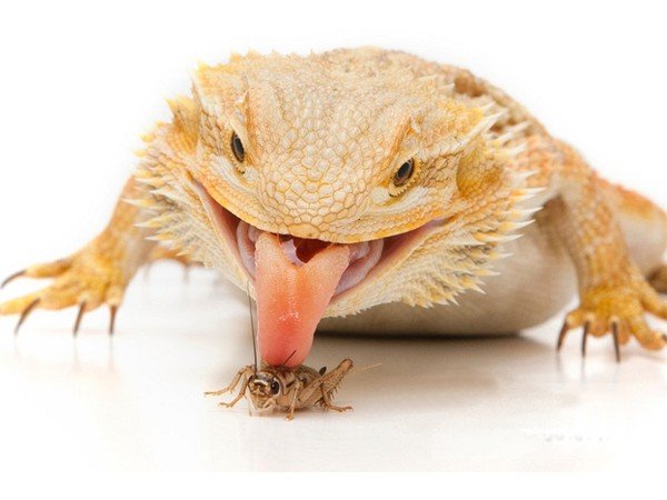 How Many Crickets Can A Bearded Dragon Have