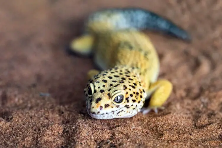 Leopard Gecko Lifespan: How Long Do They Live