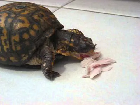 Can Turtles Eat Turkey