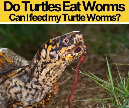 Can Turtles Eat Worms