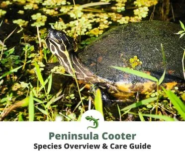 Peninsula Cooter Species Overview & Care Guide
