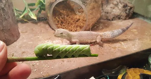 Can Hornworms Hurt Leopard Geckos