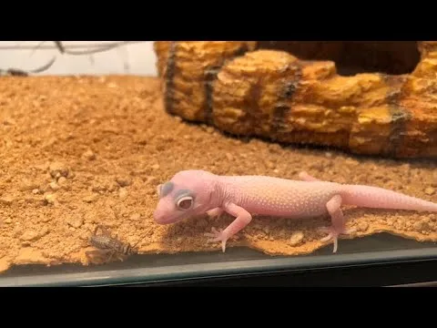 Are Albino Leopard Geckos Blind