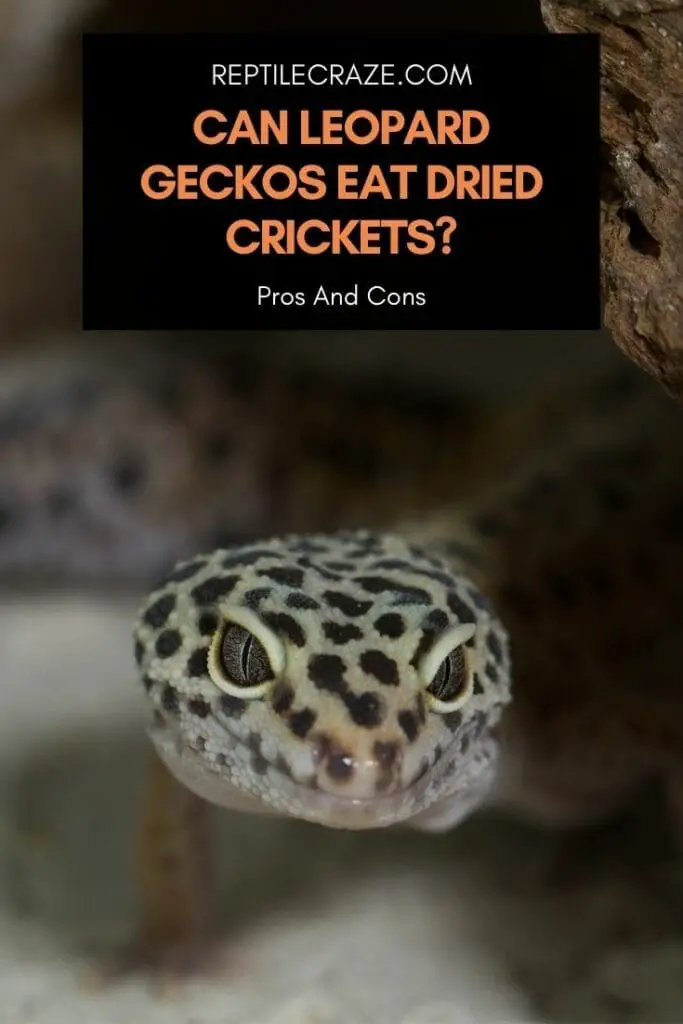 Can Leopard Geckos Eat Dried Crickets