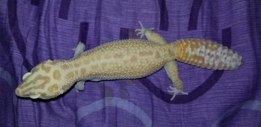 Can Leopard Geckos Eat Millipedes