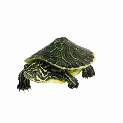 9e3688a976924979b9de4794c83b20ab 9e3688a976924979b9de4794c83b20ab