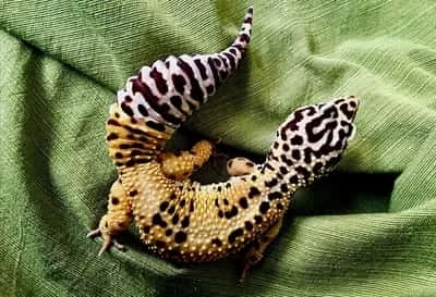 Can Leopard Geckos Overeat