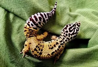 Can Leopard Geckos Overeat