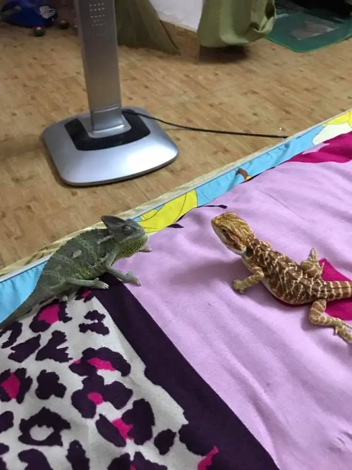 How To Bearded Dragon Proof A Room