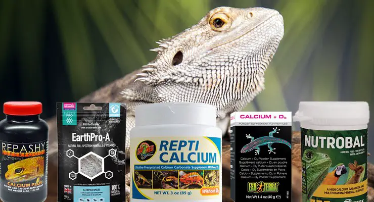 Best Calcium Supplements For Bearded Dragons