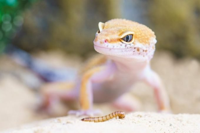 How To Tell If Your Leopard Gecko Is Happy
