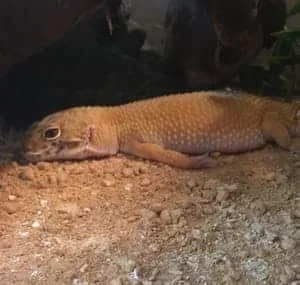 Why is My Leopard Gecko Digging