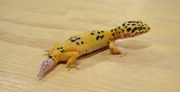 f43e83647369486f84c09366fc46c7d9 f43e83647369486f84c09366fc46c7d9